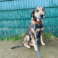 TIMONE, chienne à adopter