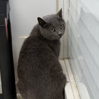 Dana CAB4833, chatte à adopter