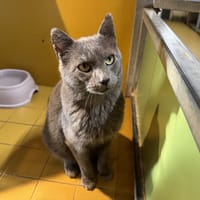 LUAN A17199, chat à adopter