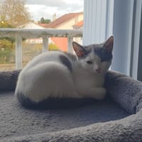 PATAYA, chatte à adopter