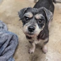 Belle, chienne à adopter