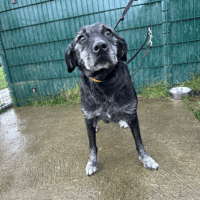 JESSIE, chienne à adopter