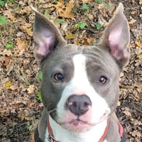 TANIA, chienne à adopter