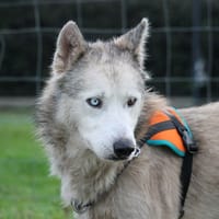 Nouky, chien à adopter