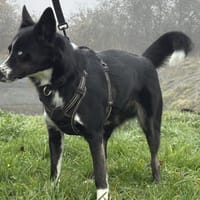 HOPE VAA, chienne à adopter