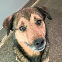 Balto, chien à adopter