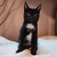 CITROUILLE, chatte à adopter