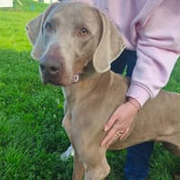 NEWTON, chien à adopter