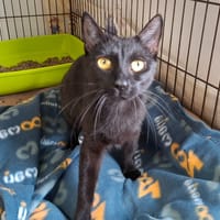 SHADOW, chatte à adopter