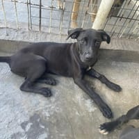 ADMIRAL T, chien à adopter