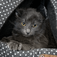 Lyra, chatte à adopter