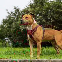 RAFALE, chien à adopter