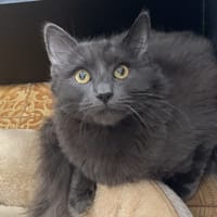 Léo, chat à adopter