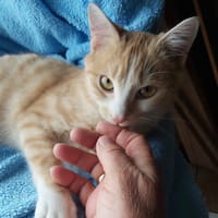 TIMIMI, chat à adopter