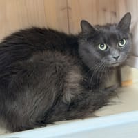 Shella CAB4840, chatte à adopter