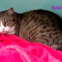 SOIZIC, chatte à adopter