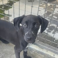 KALASH, chien à adopter