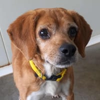 PLANTAIN QCN, chien à adopter