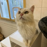 Pills, chat à adopter