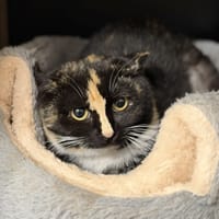 Selma CAB4836, chatte à adopter