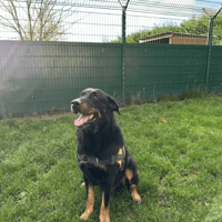 NASH, chien à adopter