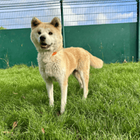 RIZA, chienne à adopter