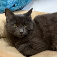 Draco, chat à adopter