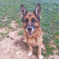 LEXUS, chien à adopter