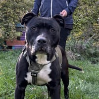 SOSSA VAA, chien à adopter