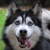 LOLA CHAO, chienne à adopter