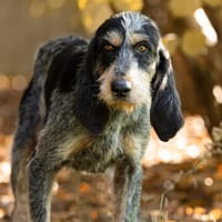 Igor, chien à adopter