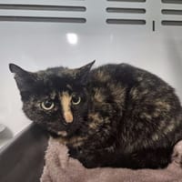 TORY, chatte à adopter