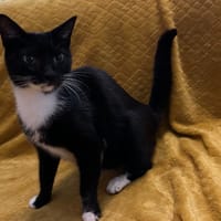 Myeon, chatte à adopter