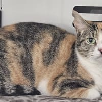 VALOTA, chatte à adopter