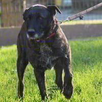 ANNE, chienne à adopter