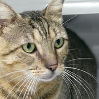 THANOS, chat à adopter