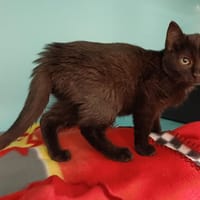 AZURA, chatte à adopter