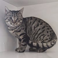 ADDY, chatte à adopter