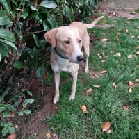 BOB, chien à adopter