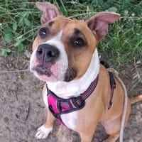 P'Kayna, chienne à adopter