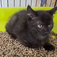 AXEL, chat à adopter