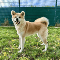 SHADOW, chienne à adopter