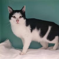 TAO, chat à adopter