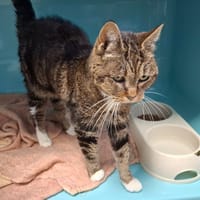 VALDA, chatte à adopter