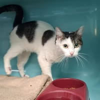 VITEL, chat à adopter