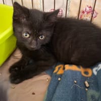 SIXTINE, chat à adopter