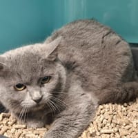 VOLTAIRE, chat à adopter