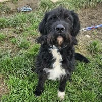 THOR, chien à adopter
