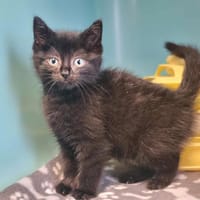 ALVARO, chat à adopter