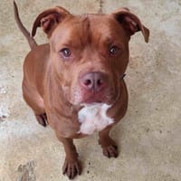 THOR VAA, chien à adopter